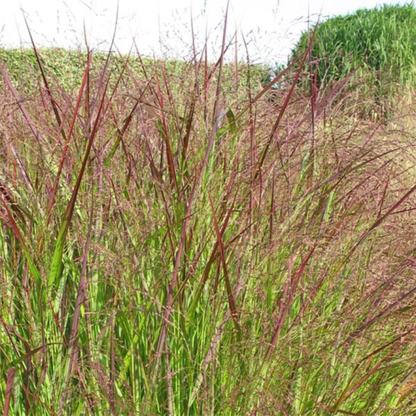 Panic érigé - Panicum virgatum Warrior (Floraison)