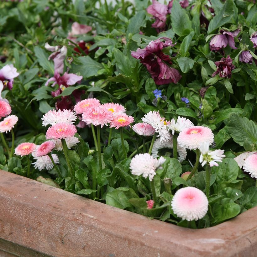 Pâquerette Tasso Strawberries & Cream Mini-motte - Mottes de 3,8 x 3,2 cm en plaque de culture par 16 - Bellis Perennis (Port)