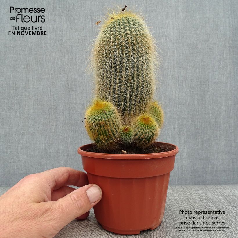 Spécimen de Parodia leninghausii - Notocactus leninghausii Pot de 13 cm tel que livré en automne