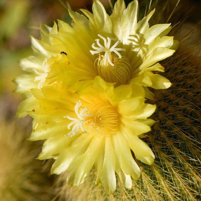 Parodia leninghausii - Notocactus leninghausii (Floraison)