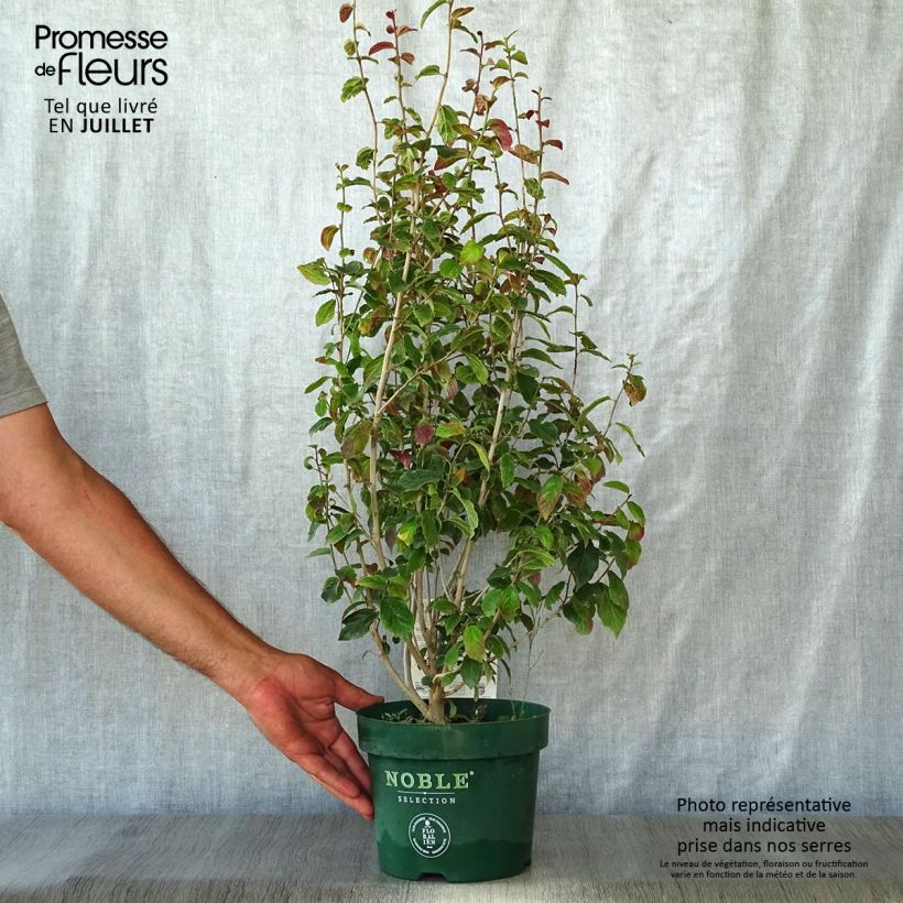 Spécimen de Parrotia persica Persian Spire - Arbre de fer tel que livré en été