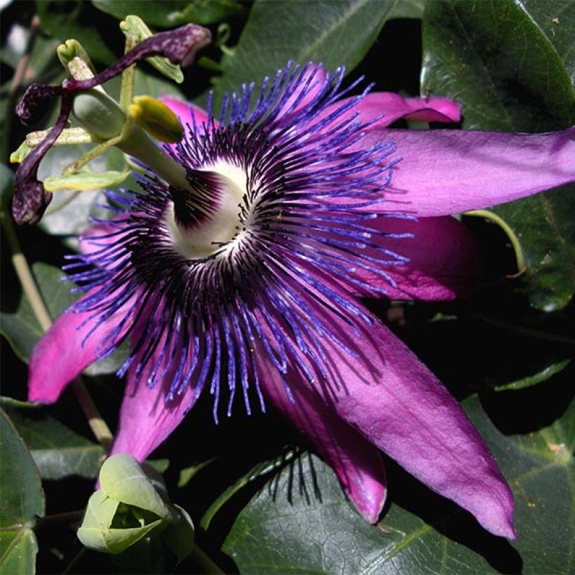 Passiflore Purple Passion - Fleur de la Passion (Floraison)