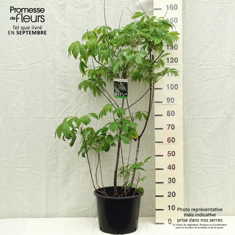 Spécimen de Aesculus parviflora - Pavier blanc en pot de 7.5L/10L tel que livré en automne