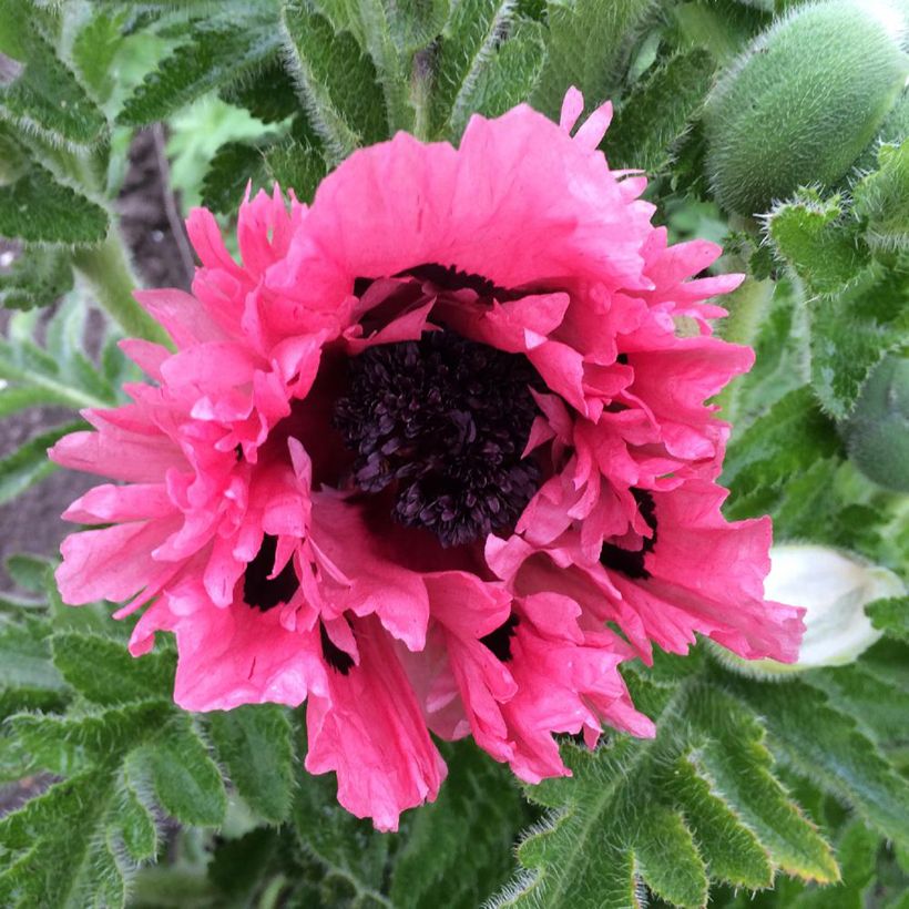 Pavot d'Orient Pink Perfection - Papaver orientale (Floraison)