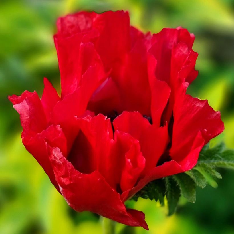 Pavot d'Orient Red Rumble - Papaver orientale (Floraison)