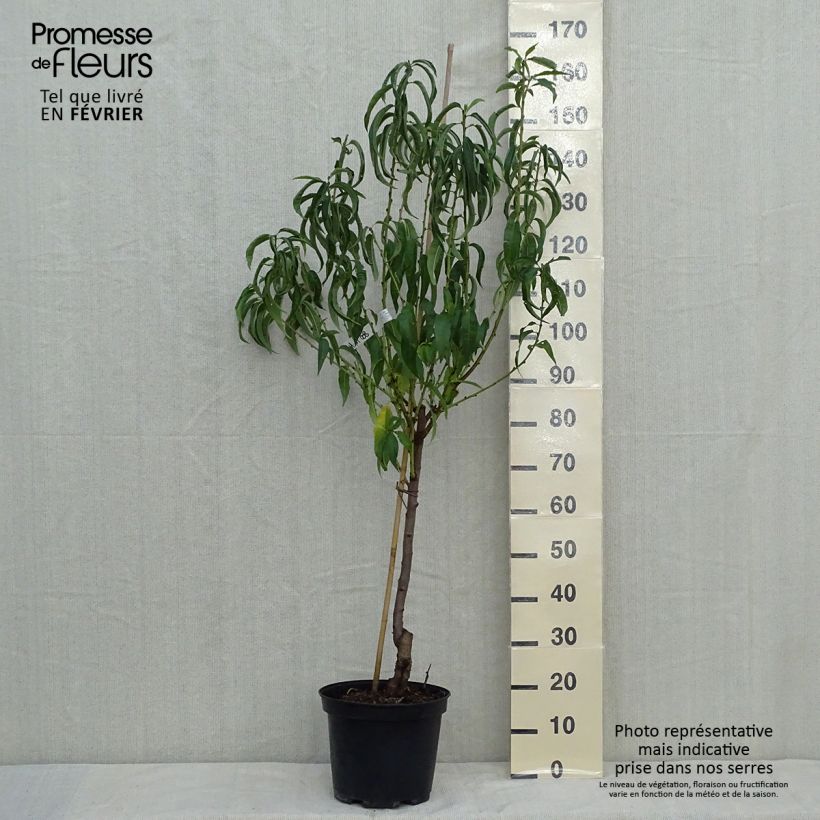 Spécimen de Pêcher Charles Ingouf - Prunus persica Gobelet en pot de 7,5l/10l tel que livré en automne