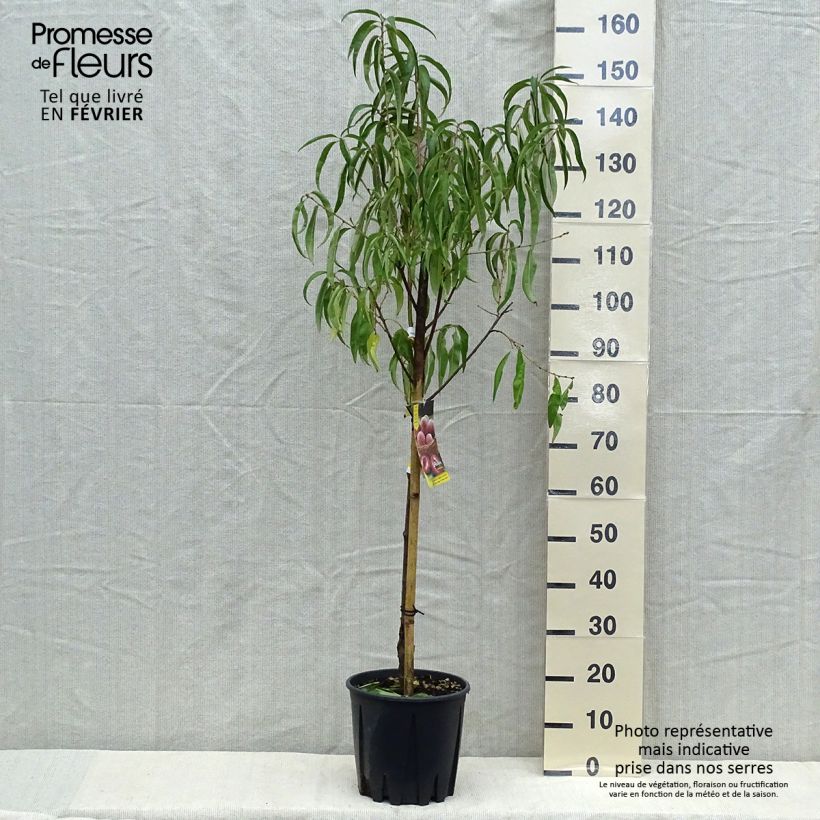 Spécimen de Pêcher - Prunus persica Sanguine Gobelet en pot de 7,5l/10l tel que livré en automne