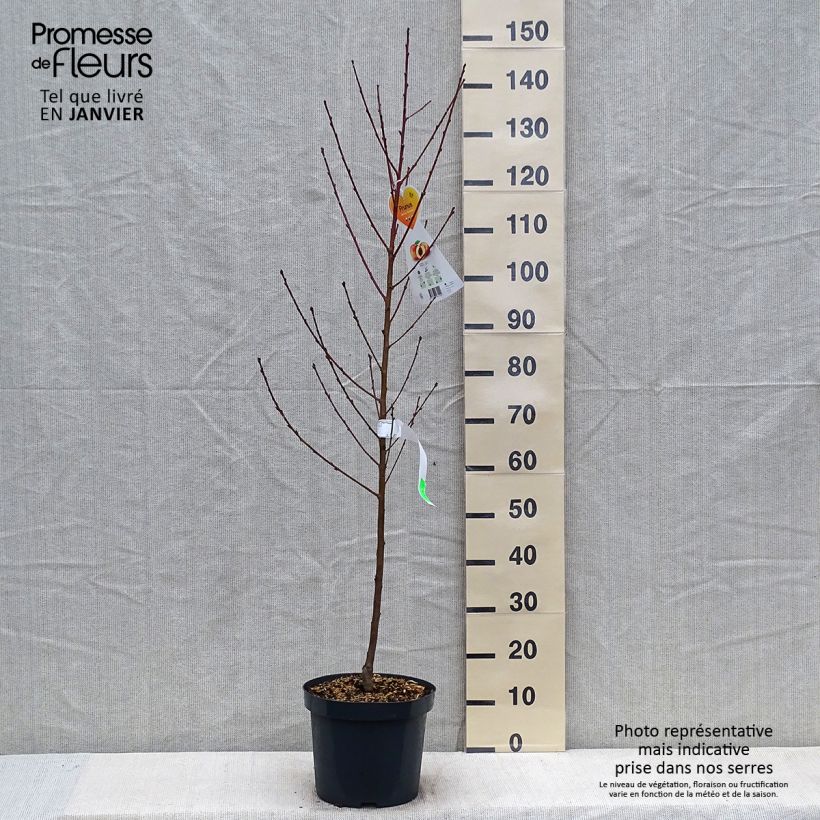 Spécimen de Pêcher Suncrest - Prunus persica tel que livré en hiver