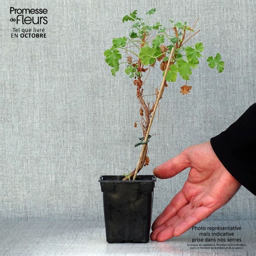 Spécimen de Pelargonium - Géranium parfumé fragrans tel que livré en automne