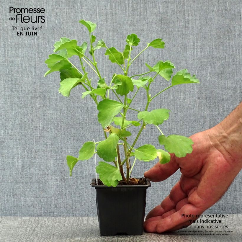 Spécimen de Pelargonium acetosum - Géranium botanique  tel que livré en été