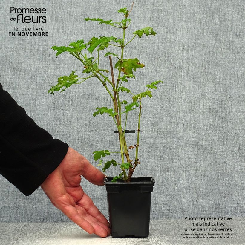 Spécimen de Pélargonium odorant quercifolium - Pélargonium à feuilles de chêne tel que livré en automne