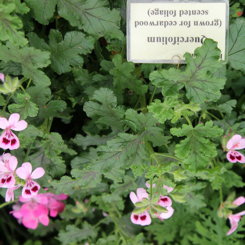 Pélargonium odorant quercifolium - Pélargonium à feuilles de chêne (Feuillage)