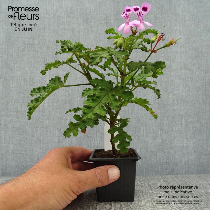 Spécimen de Pelargonium odorant quercifolium Royal Oak - Géranium au parfum balsamique tel que livré en été