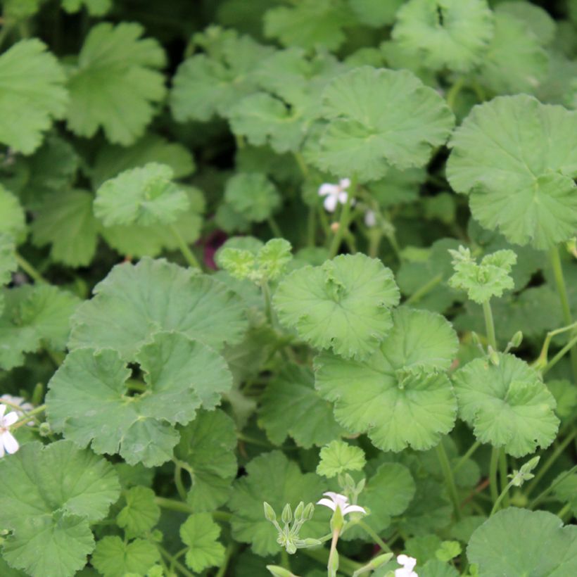 Pelargonium odoratissimum - Géranium botanique parfum pomme (Feuillage)