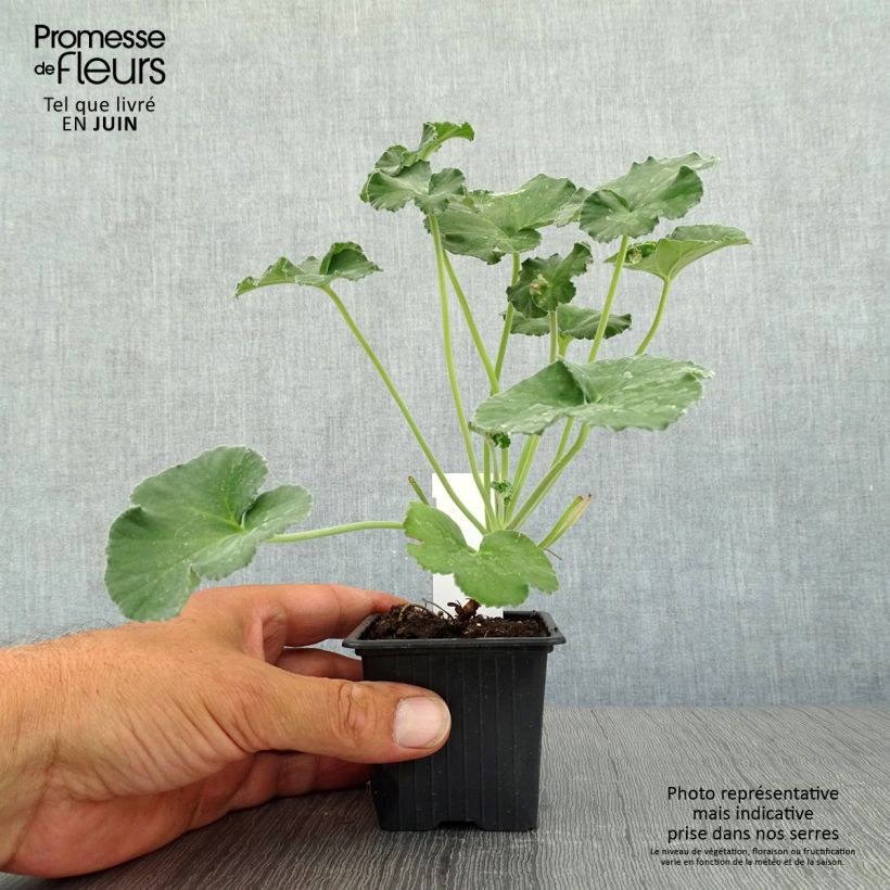 Spécimen de Pelargonium reniforme - Géranium botanique tel que livré en été