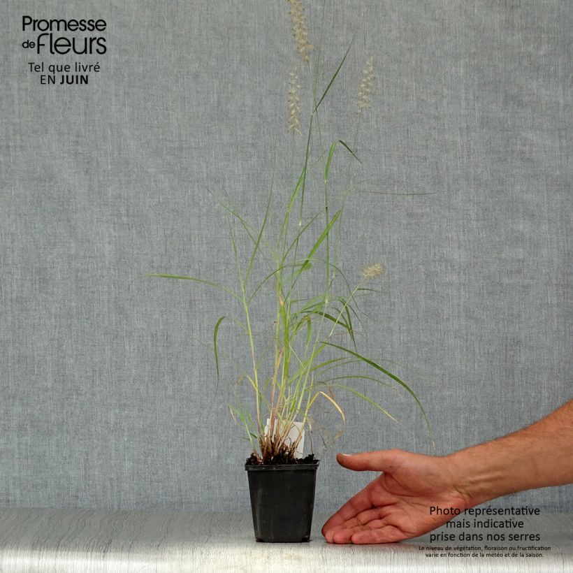 Spécimen de Pennisetum orientale - Herbe aux écouvillons  tel que livré en été