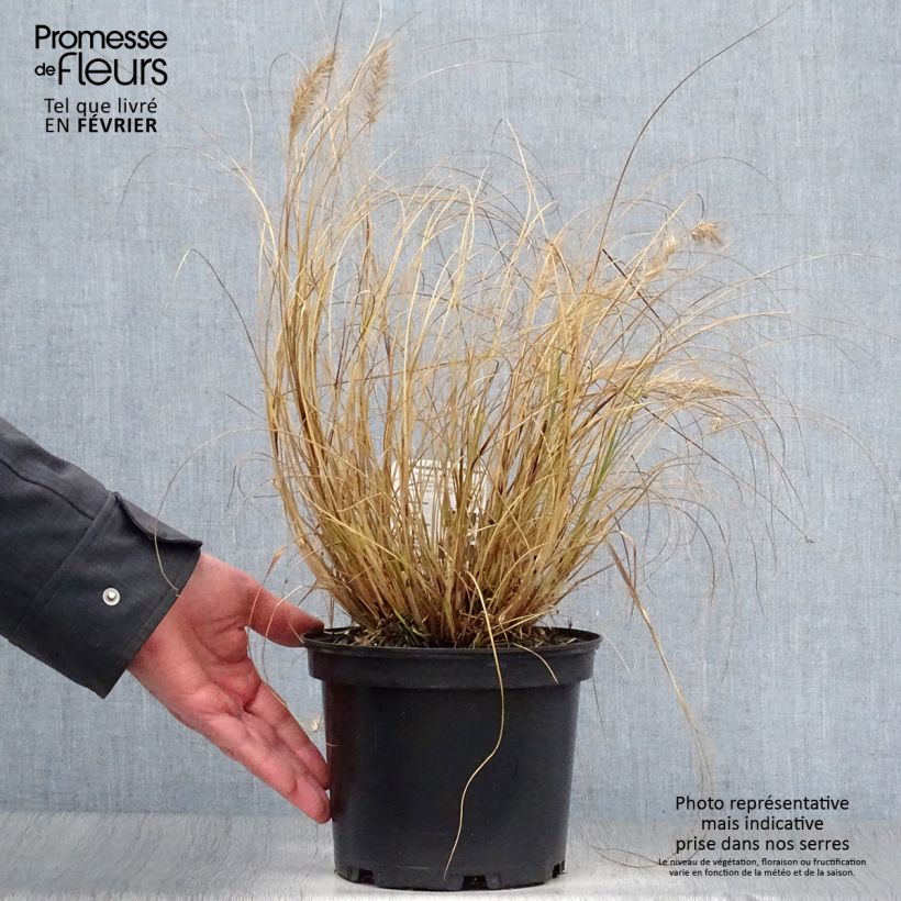 Spécimen de Pennisetum alopecuroides Hameln - 3L/4L tel que livré en hiver