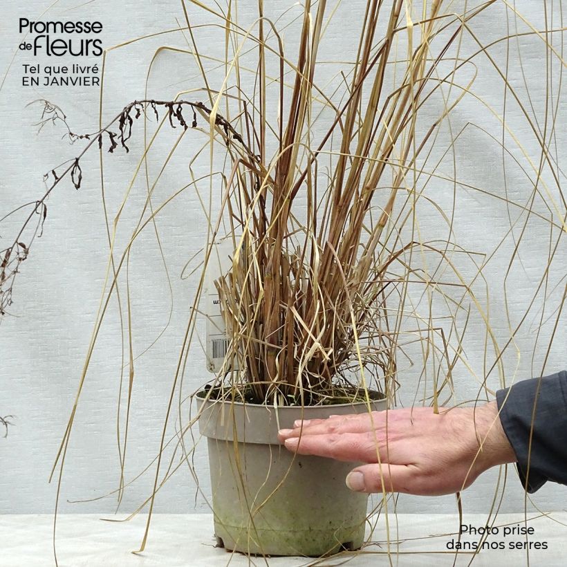 Spécimen de Pennisetum alopecuroïdes Japonicum - Herbe aux écouvillons en pot de 2/3 litres tel que livré en hiver