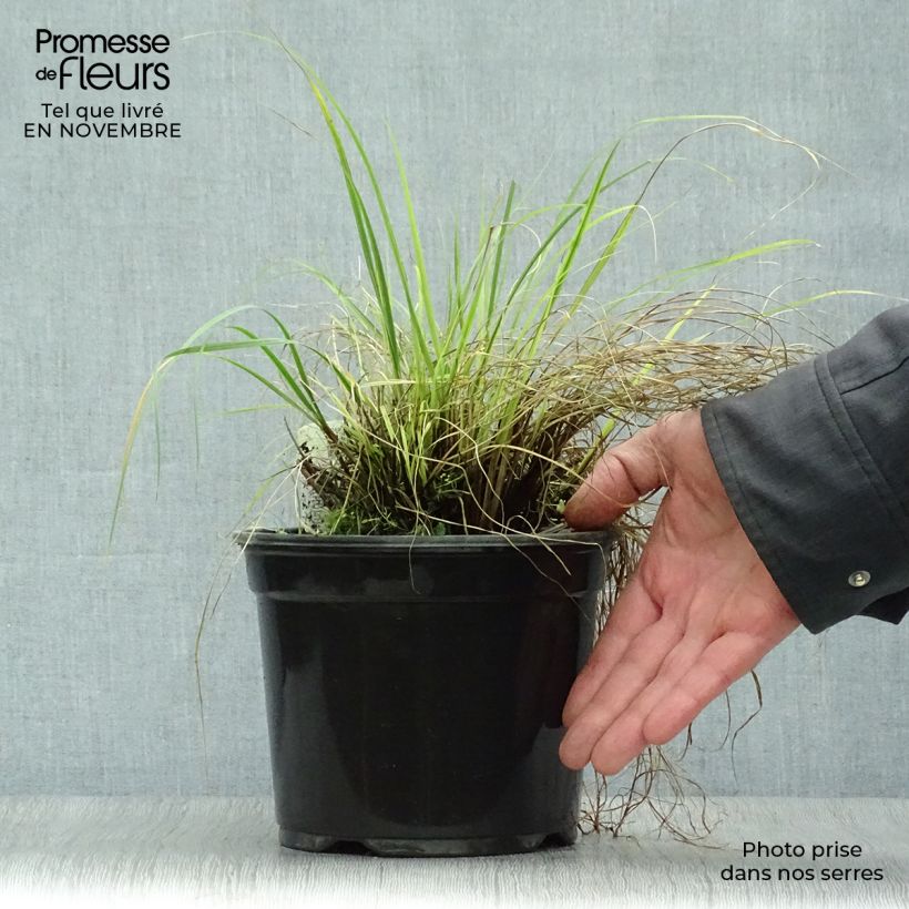 Spécimen de Pennisetum alopecuroides Little Bunny - Herbe aux écouvillons pot de 2L tel que livré en automne