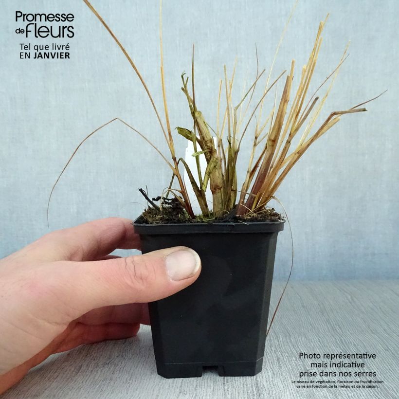 Spécimen de Pennisetum alopecuroides Magic - Herbe aux écouvillons  Godet de 9cm tel que livré en hiver