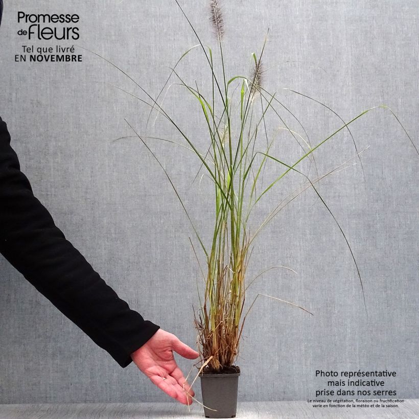 Spécimen de Pennisetum alopecuroïdes Moudry - Herbe aux écouvillons en godet de 9 cm tel que livré en automne