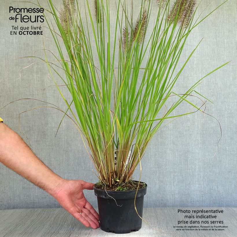 Spécimen de Pennisetum alopecuroïdes Moudry - Herbe aux écouvillons en pot de 2/3 litres tel que livré en automne