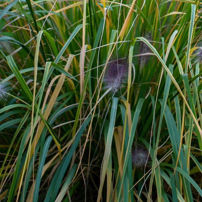 Pennisetum alopecuroides Red Head - Herbe aux écouvillons (Feuillage)