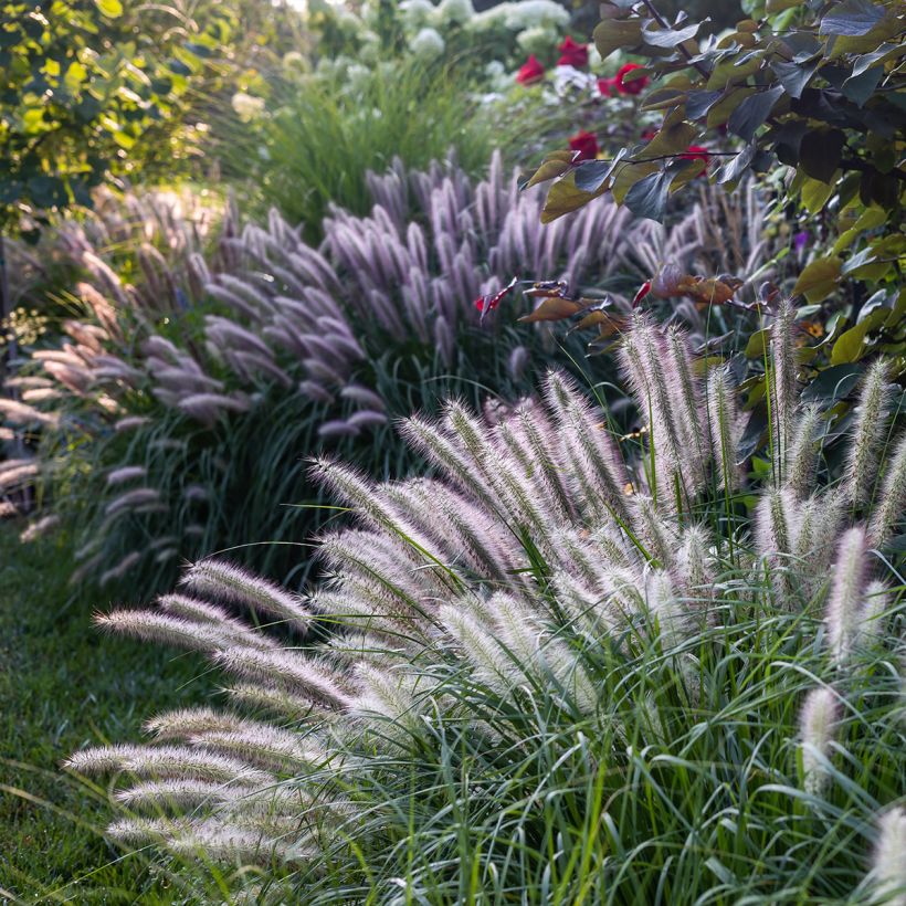 Pennisetum alopecuroides Red Head - Herbe aux écouvillons (Port)