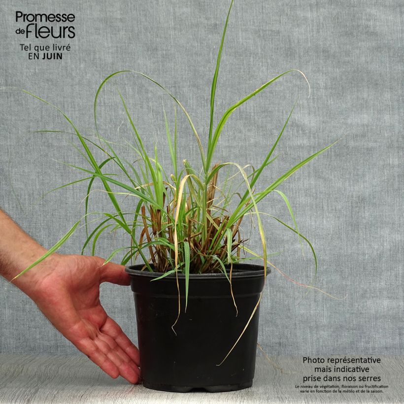 Spécimen de Pennisetum orientale - Herbe aux écouvillons  tel que livré en été