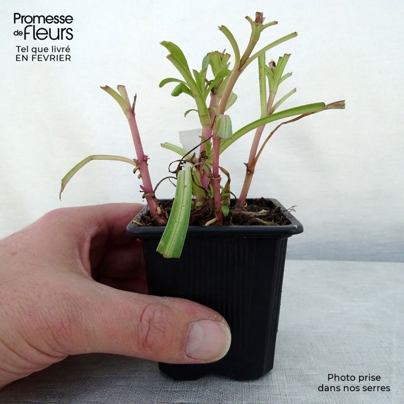 Spécimen de Penstemon barbatus Coccineus - Galane en godet de 8 cm tel que livré en hiver