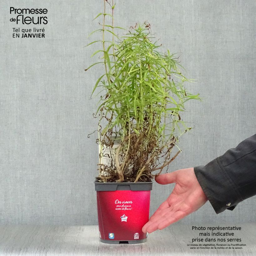 Spécimen de Penstemon barbatus Coccineus - Galane en pot de 2/3 litres tel que livré en hiver