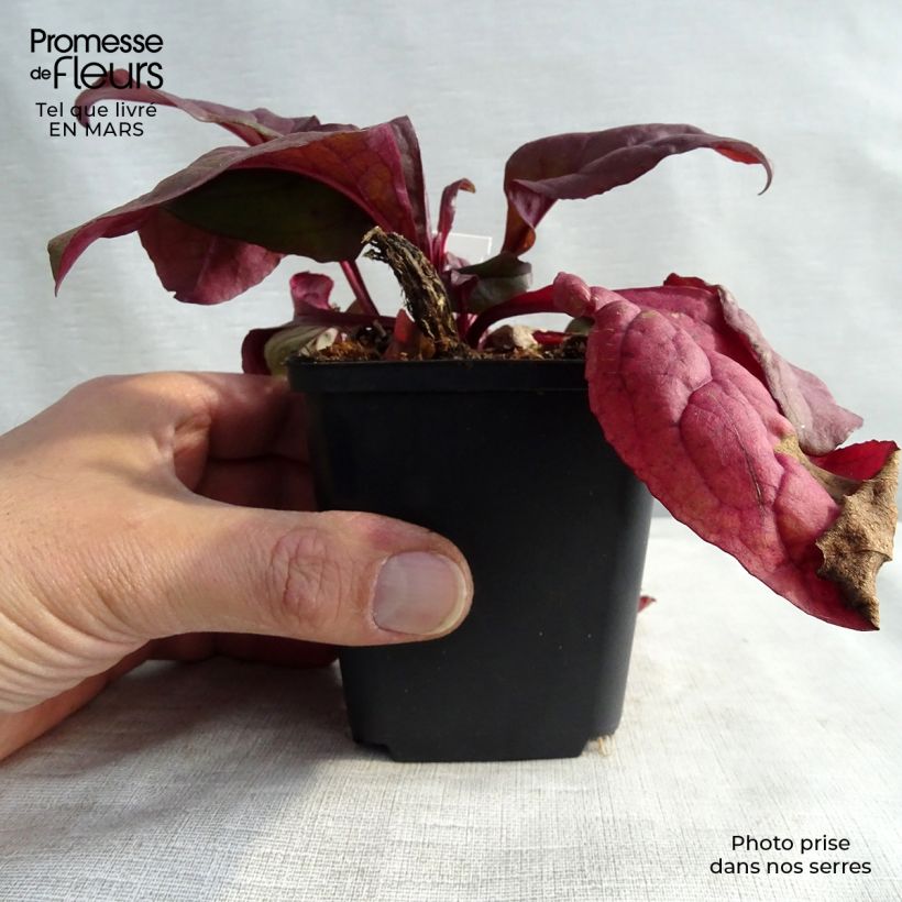 Spécimen de Penstemon hybride Husker Red - Galane Godet de 8/9cm tel que livré en hiver