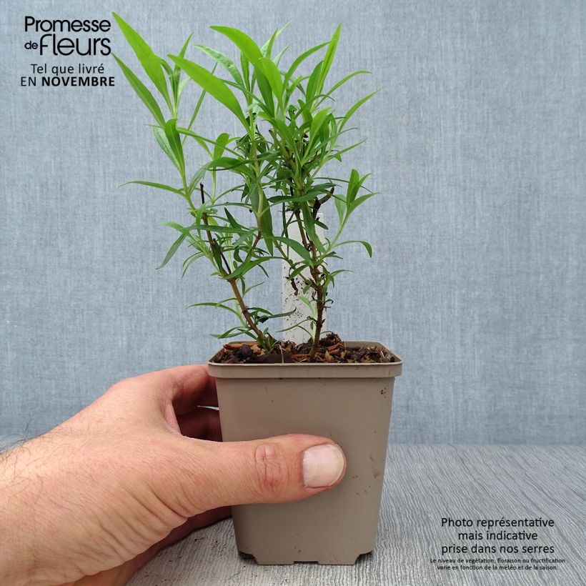 Spécimen de Penstemon hybride Schoenholzeri - Galane en godet de 9 cm tel que livré en automne