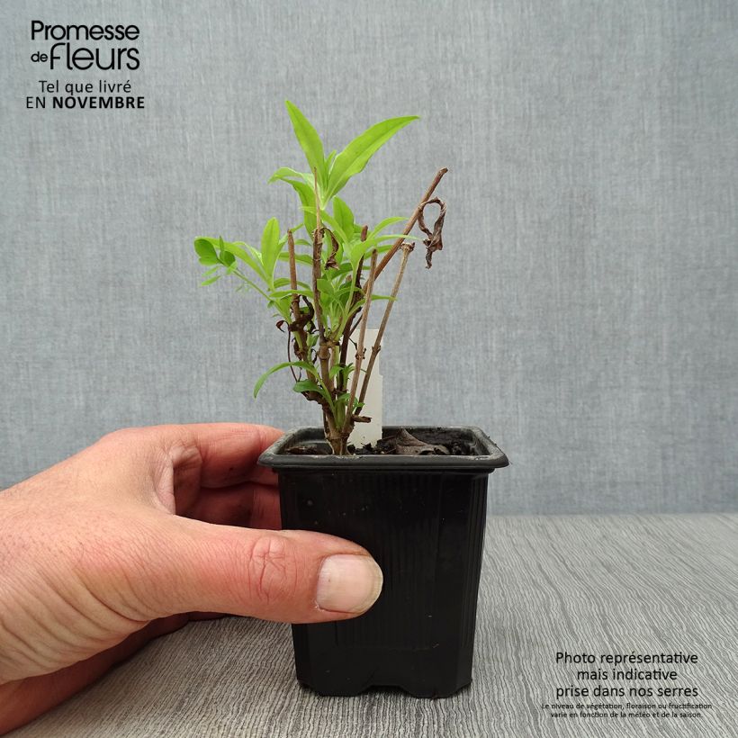 Spécimen de Penstemon hybride White Bedder - Galane Godet de 9cm tel que livré en automne