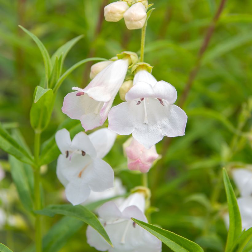 Penstemon hybride White Bedder - Galane (Floraison)