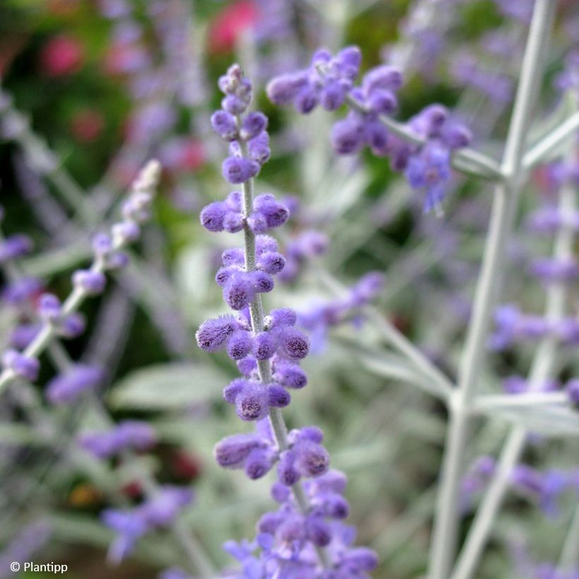 Perovskia Silvery Blue - Sauge d'Afghanistan (Floraison)