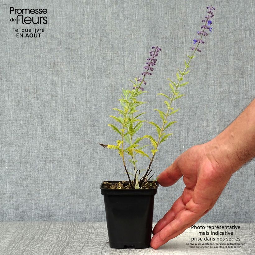 Spécimen de Perovskia atriplicifolia Little Spire - Sauge d'Afghanistan compacte tel que livré en été