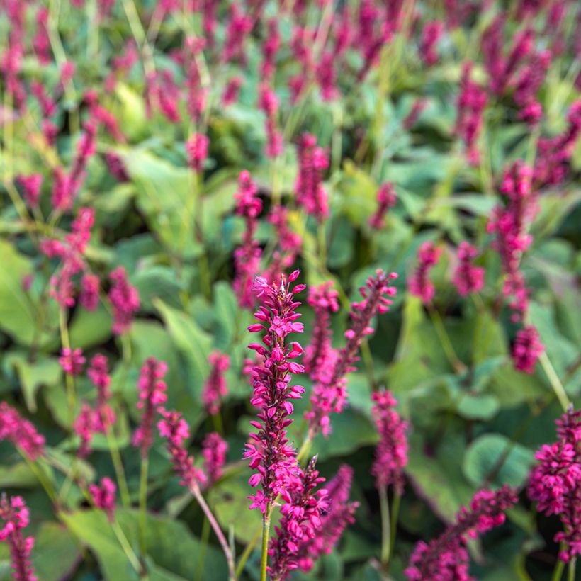 Persicaria amplexicaulis Speciosa - Persicaire - Renouée Speciosa (Floraison)