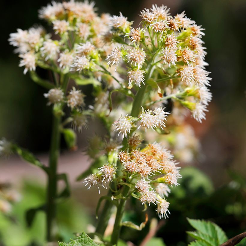 Petasites hybridus (Floraison)