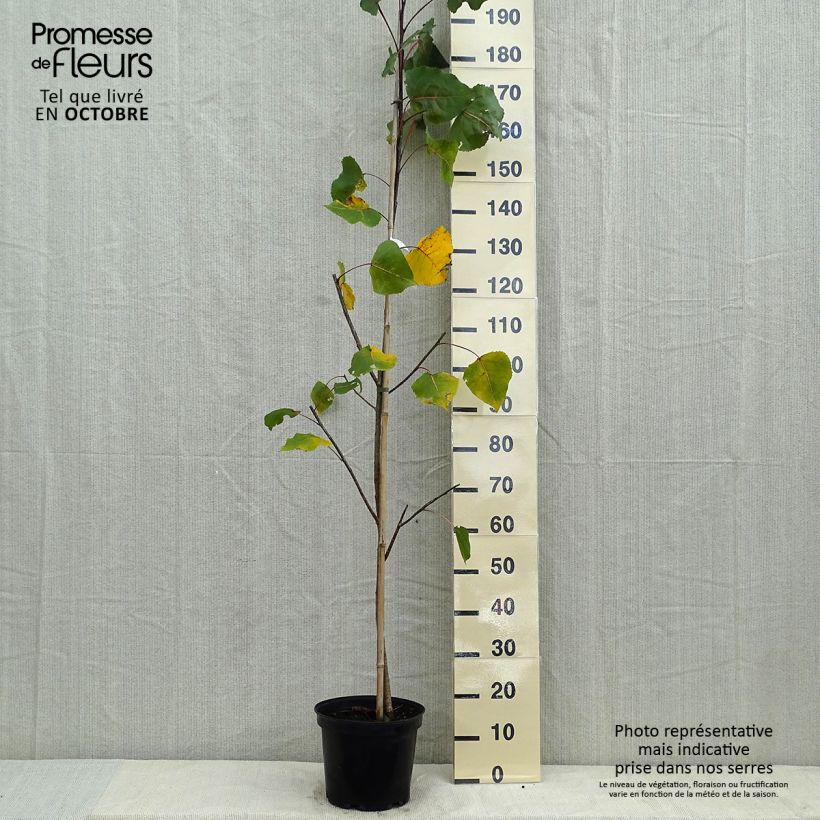 Spécimen de Peuplier pourpre - Populus deltoides Purple Tower tel que livré en automne
