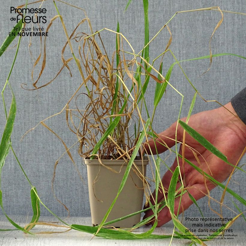 Spécimen de Phalaris arundinacea - Alpiste faux-roseau  Godet de 9cm tel que livré en automne