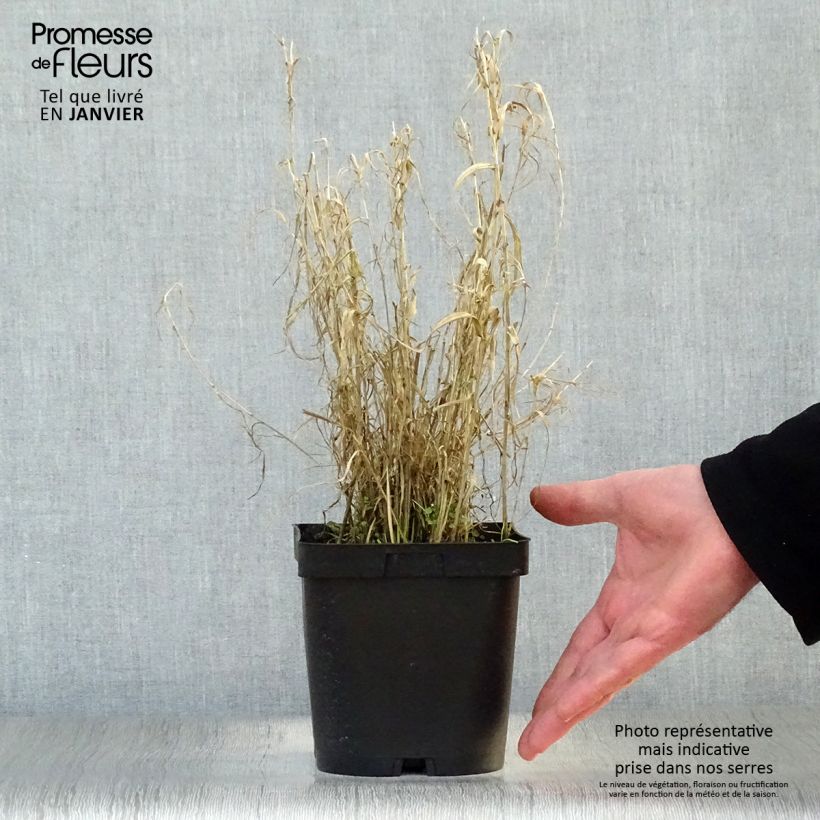 Spécimen de Phalaris arundinacea Picta - Alpiste faux-roseau en pot de 2/3 litres tel que livré en hiver