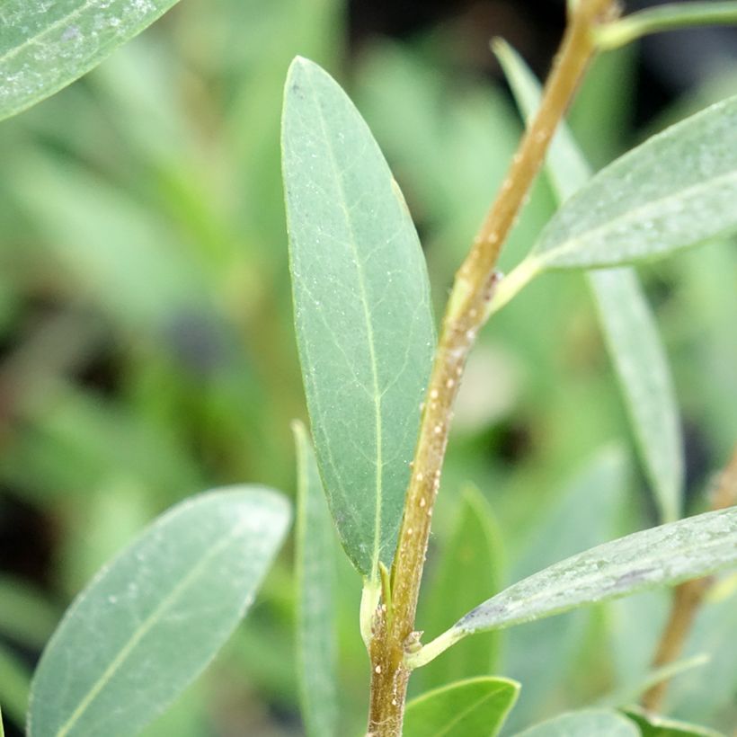 Phillyrea angustifolia Green Up - Filaire à feuilles étroites (Feuillage)