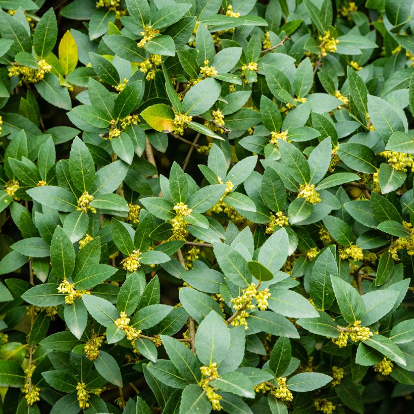 Phillyrea latifolia - Filaire à larges feuilles (Floraison)