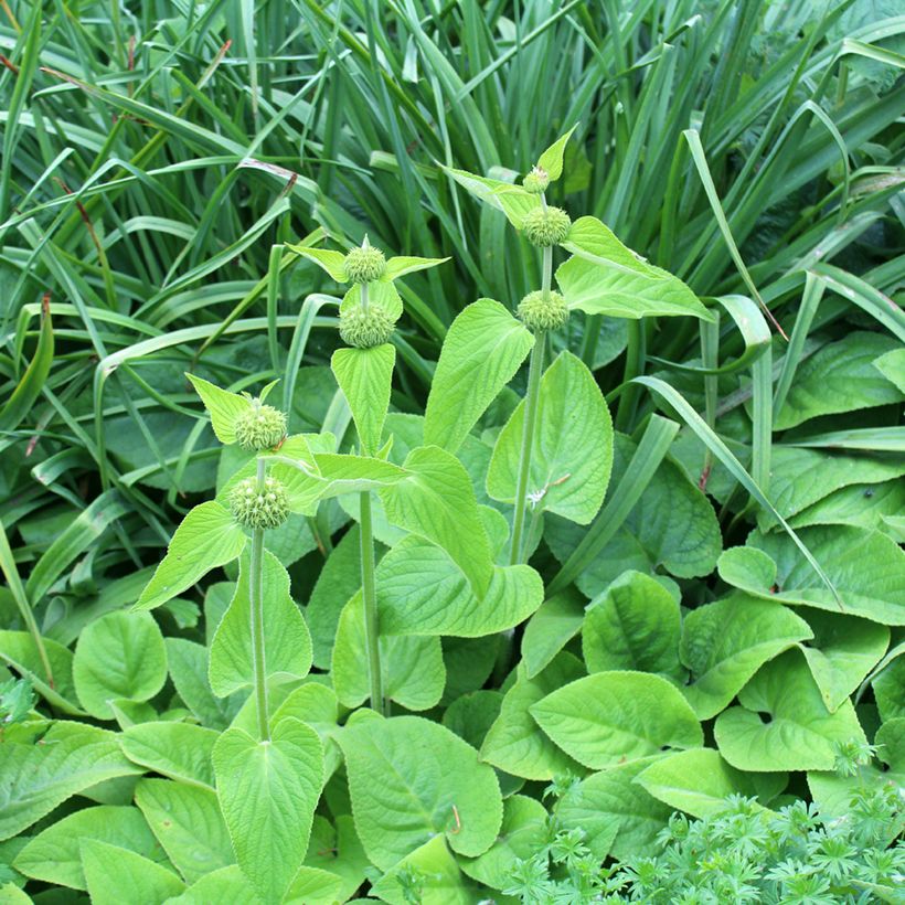 Phlomis de Russell - Phlomis russeliana (Port)