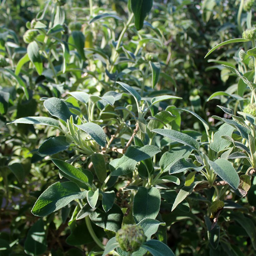 Phlomis fruticosa - Sauge de Jérusalem (Feuillage)