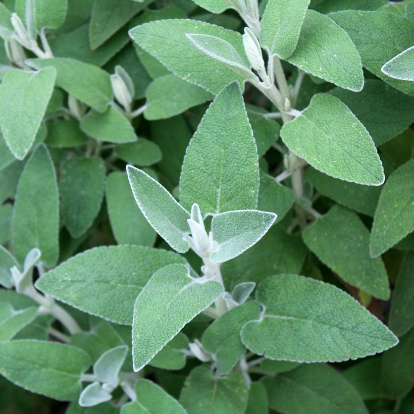 Phlomis purpurea - Sauge de Jérusalem pourpre (Feuillage)