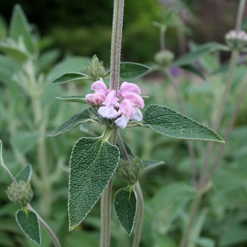 Phlomis purpurea - Sauge de Jérusalem pourpre (Floraison)