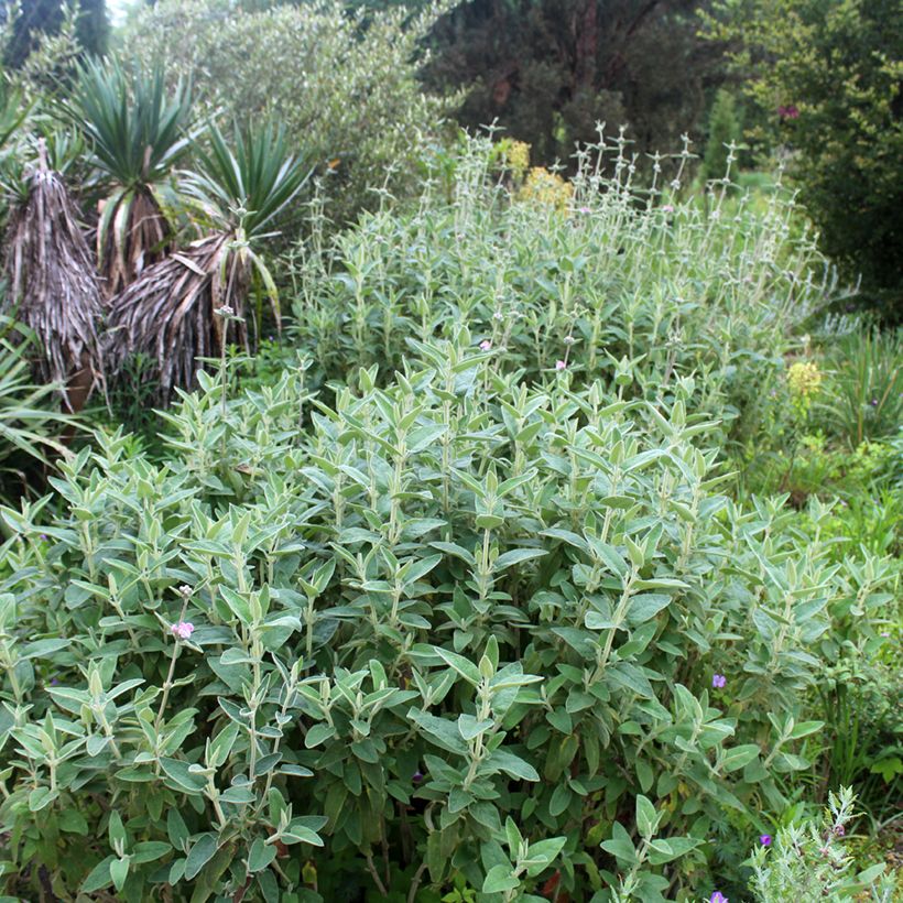 Phlomis purpurea - Sauge de Jérusalem pourpre (Port)