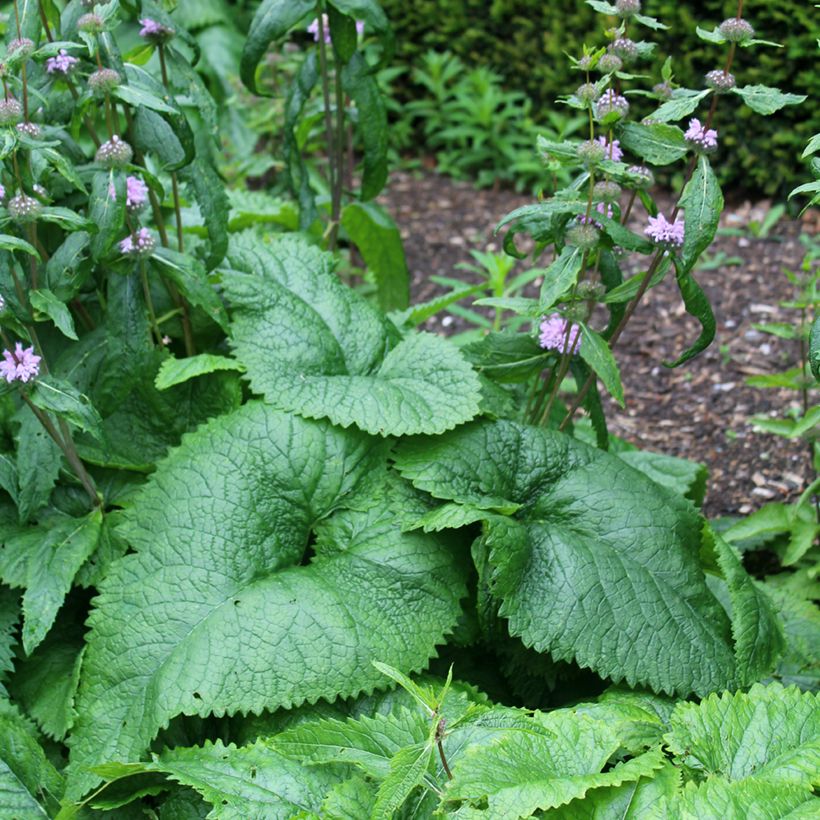 Phlomis tubéreux - Phlomis tuberosa Amazone (Feuillage)